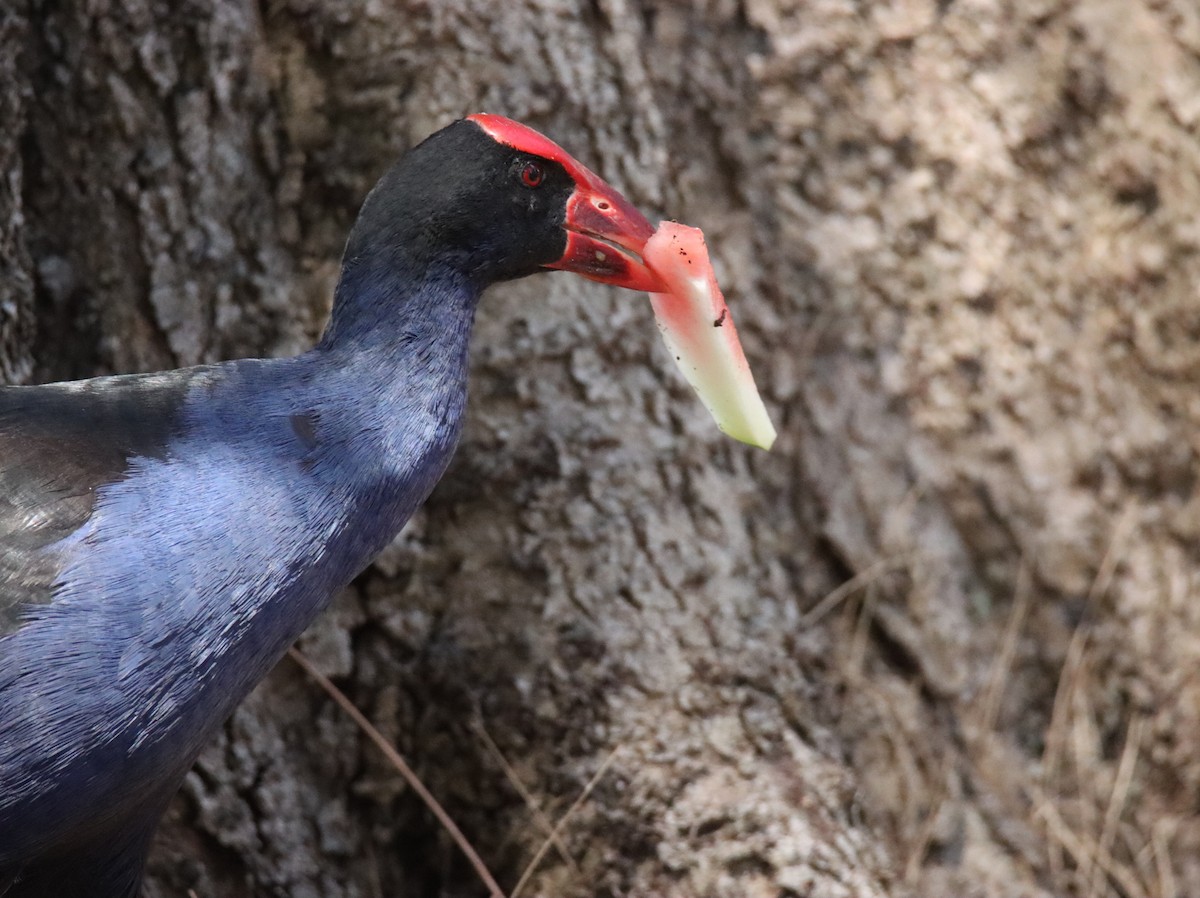 slípka australasijská - ML646874411