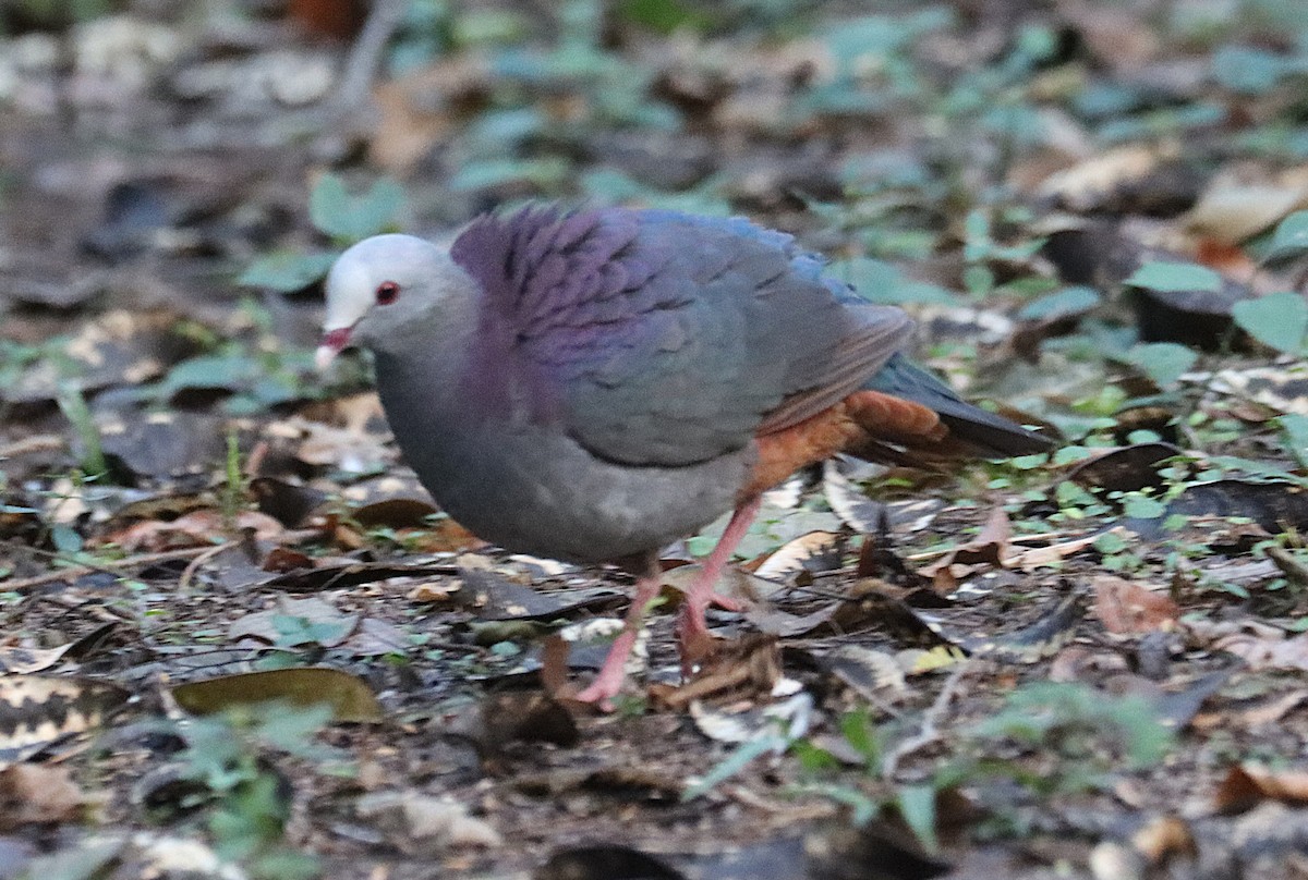 Colombe de Gundlach - ML646874413