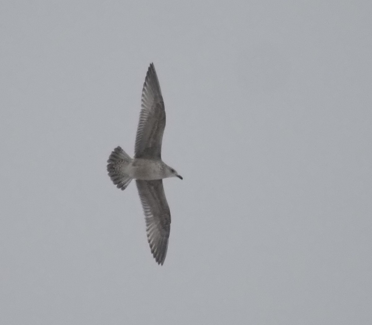 Kanadamöwe - ML646874414