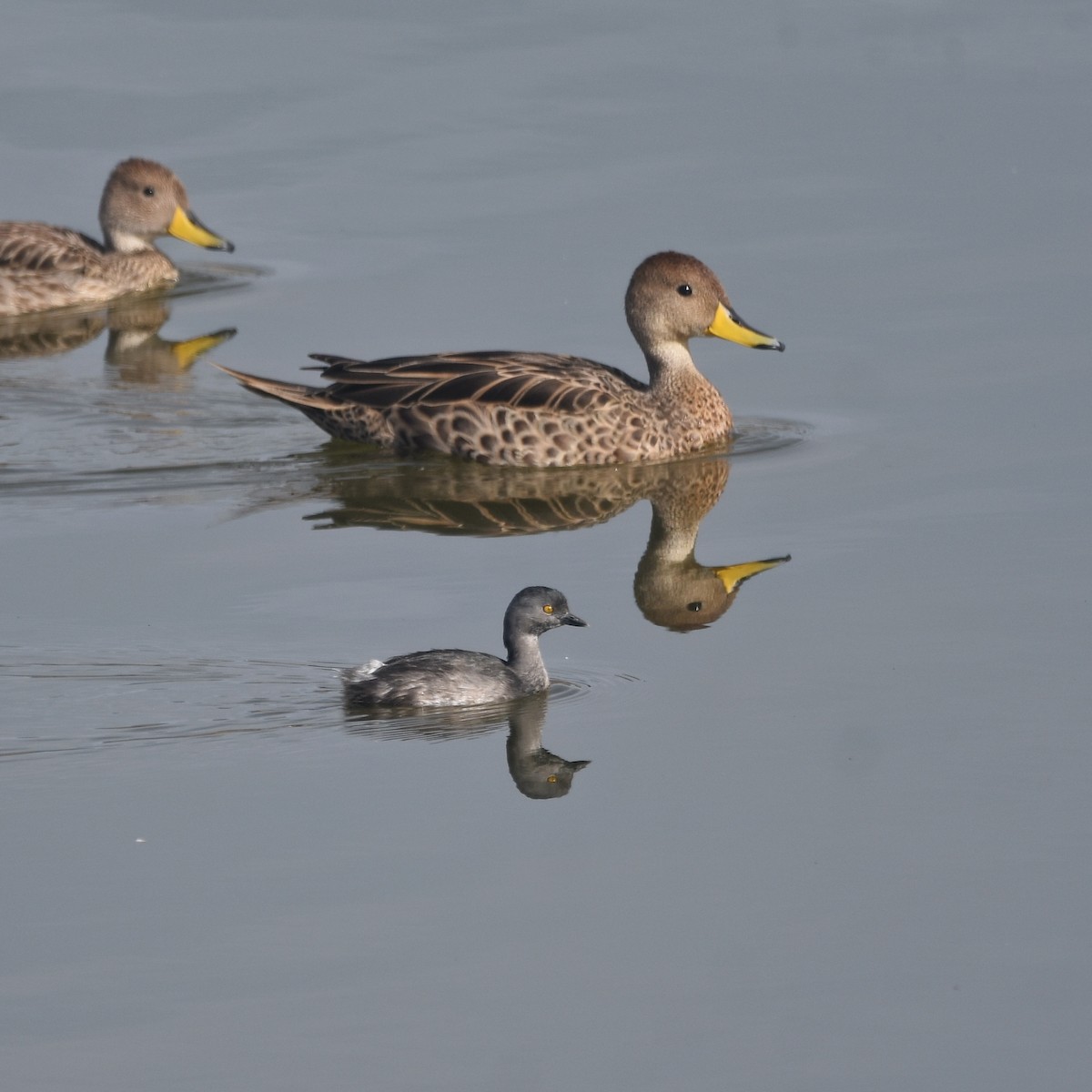 Шилохвіст жовтодзьобий - ML646874415