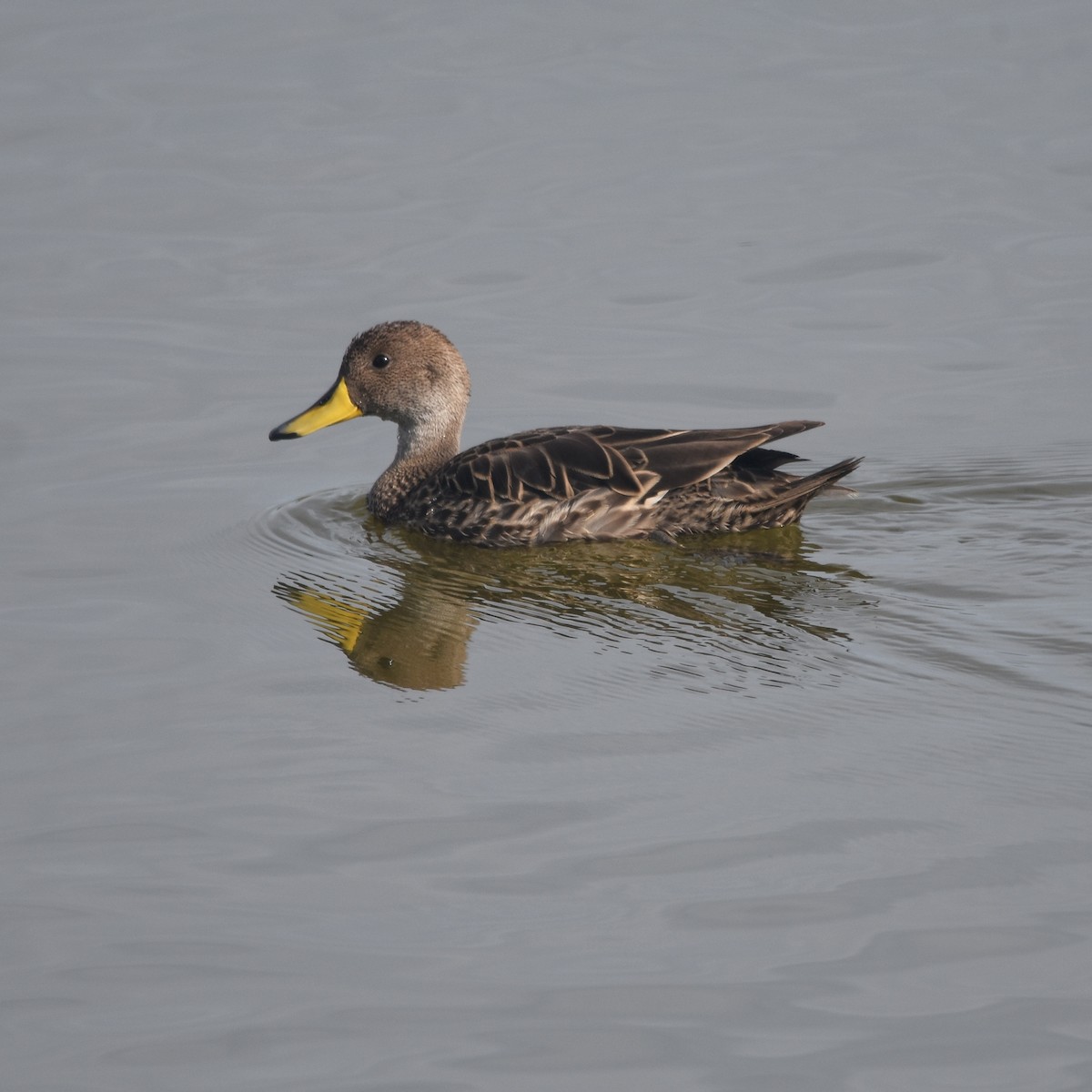 Шилохвіст жовтодзьобий - ML646874416