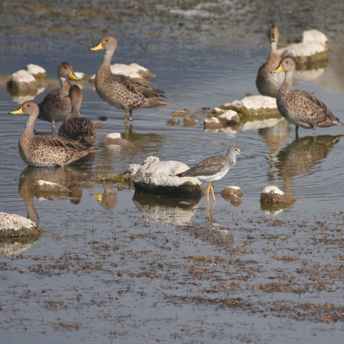 Шилохвіст жовтодзьобий - ML646874417