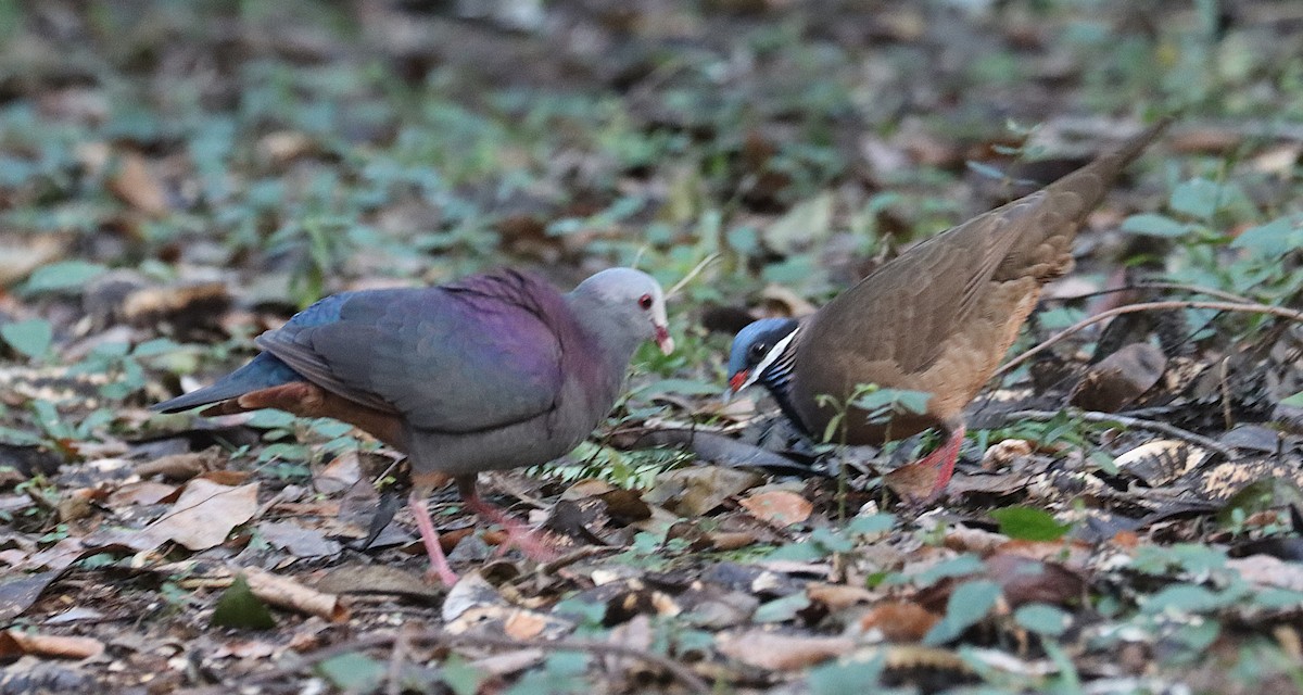 Colombe de Gundlach - ML646874419