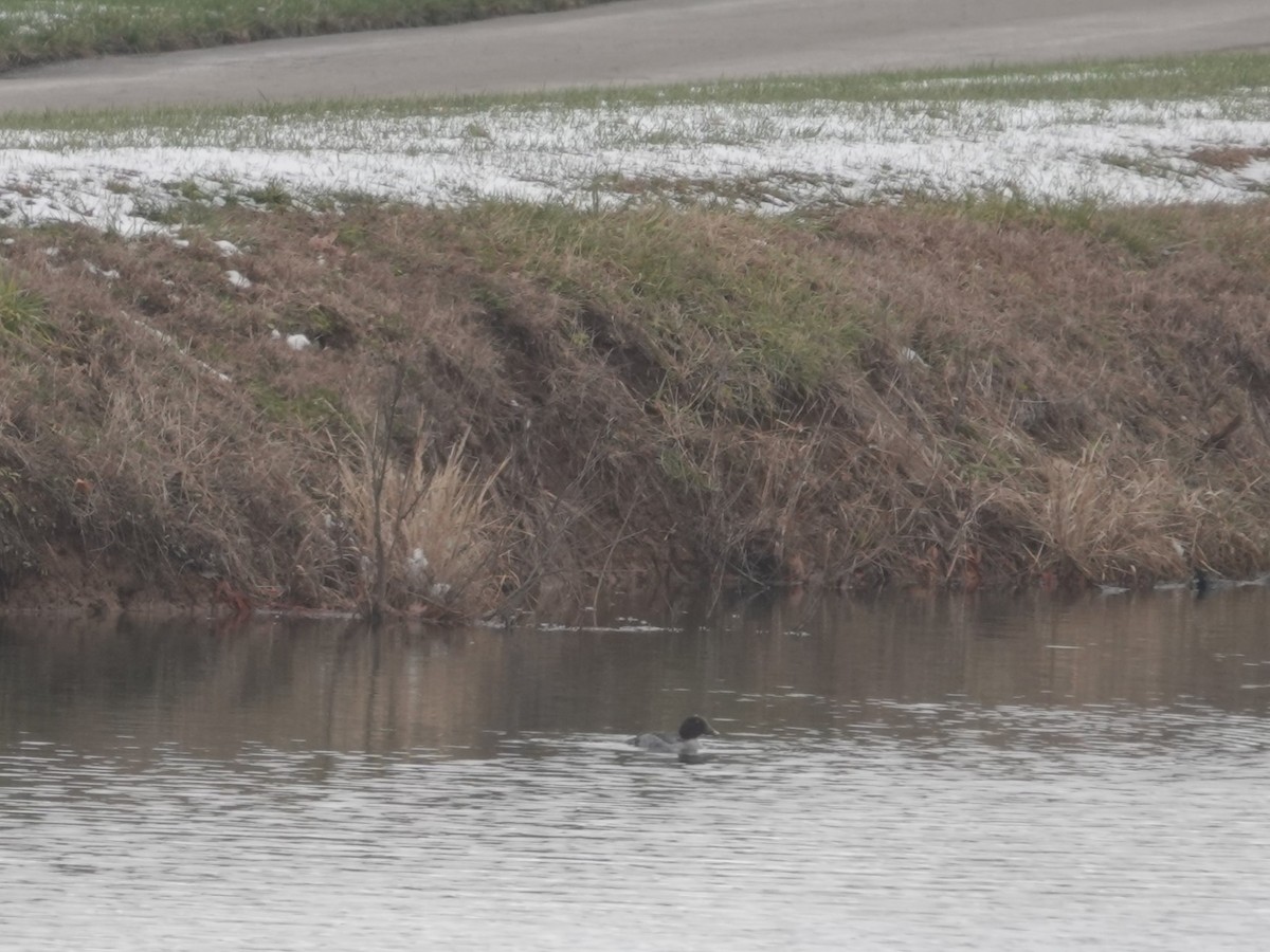 Common Goldeneye - ML646874424