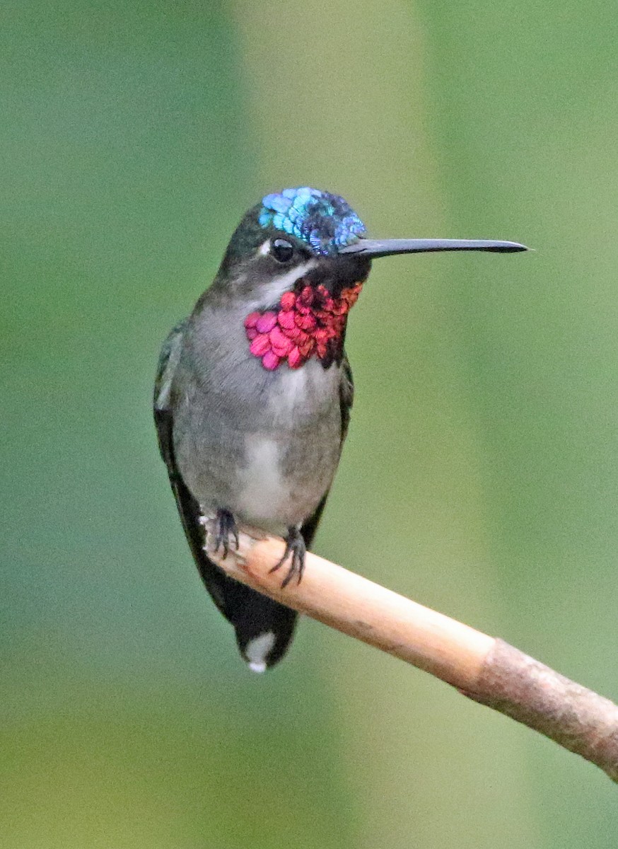 Long-billed Starthroat - ML646874433