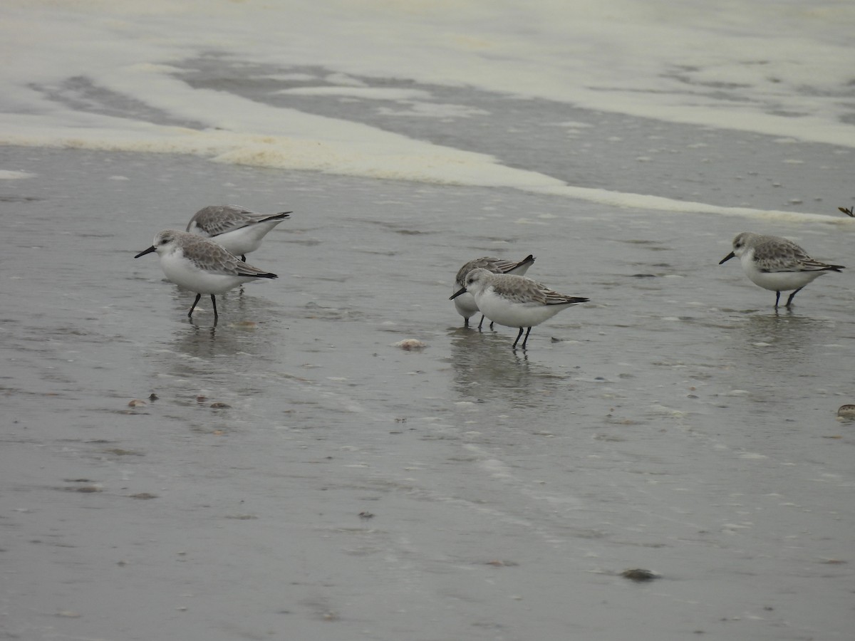 Sanderling - ML646874434