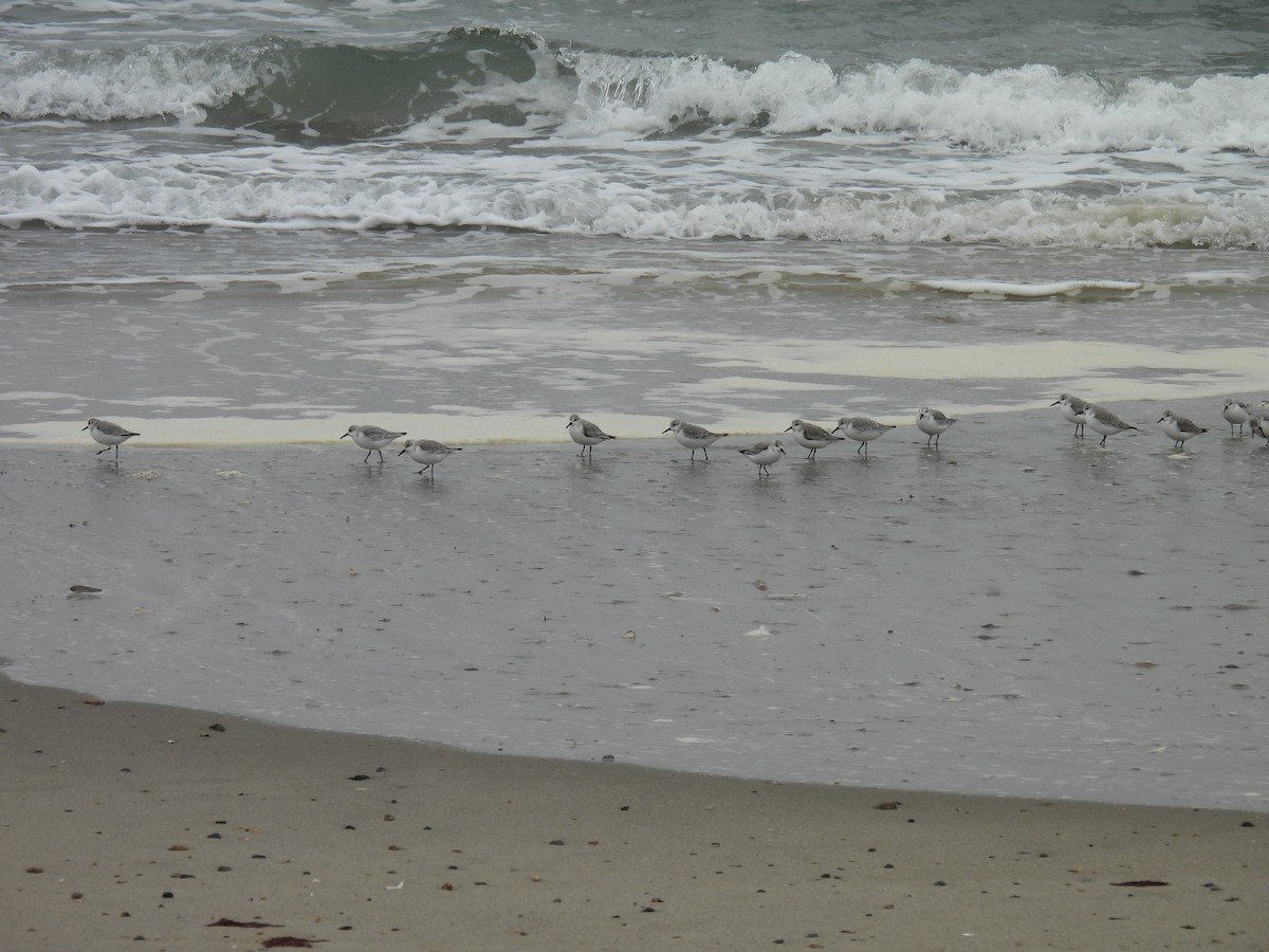 Sanderling - ML646874435