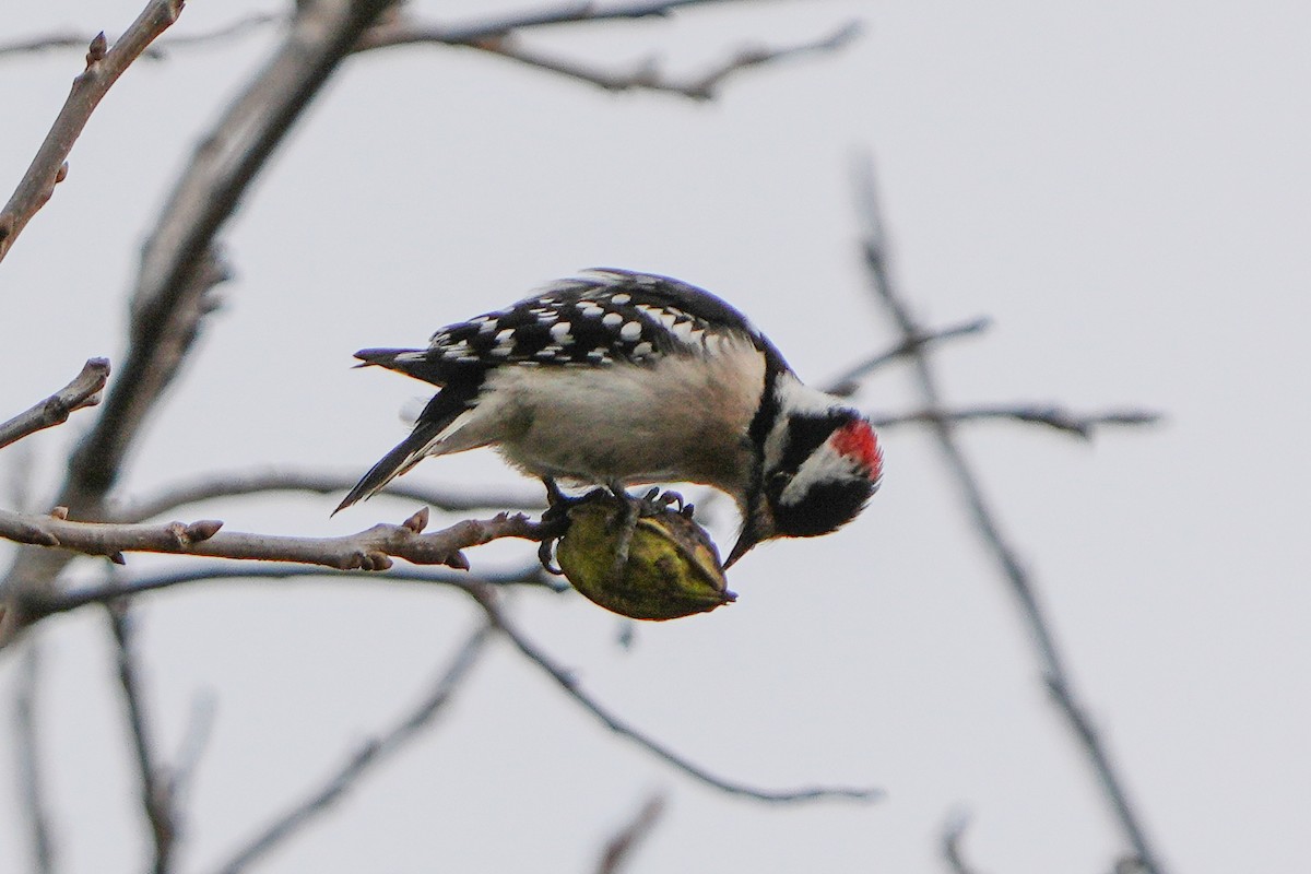 Downy Woodpecker - ML646874436