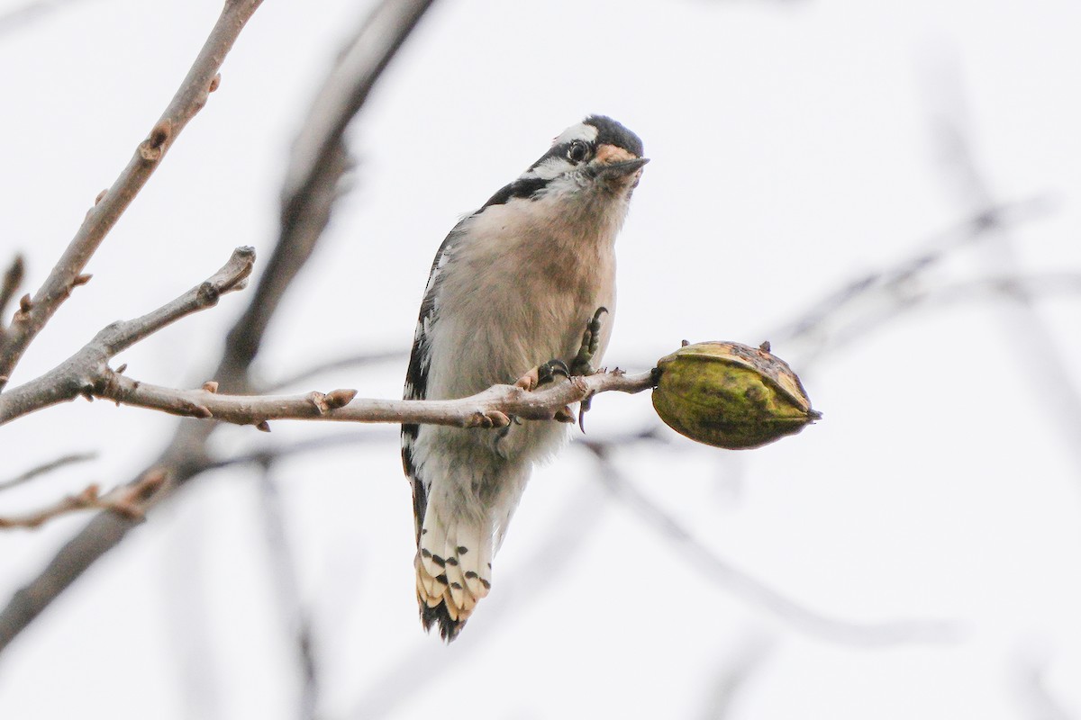 Downy Woodpecker - ML646874437
