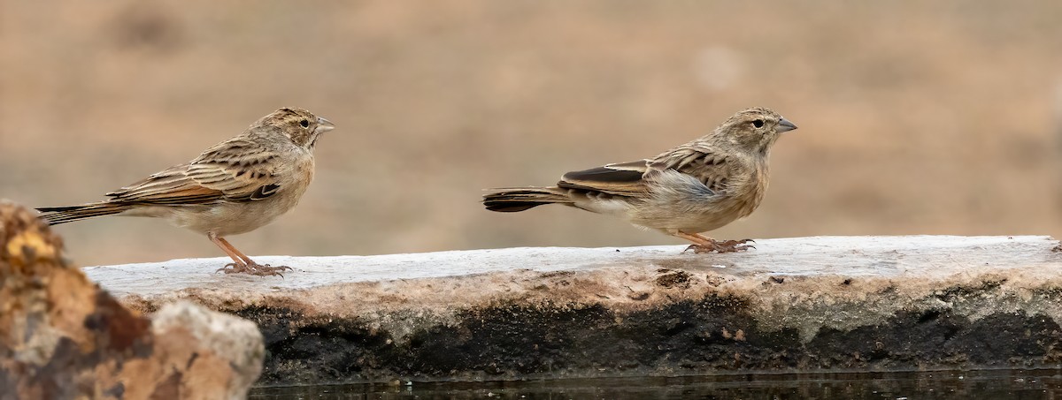 Бледная овсянка - ML646874439