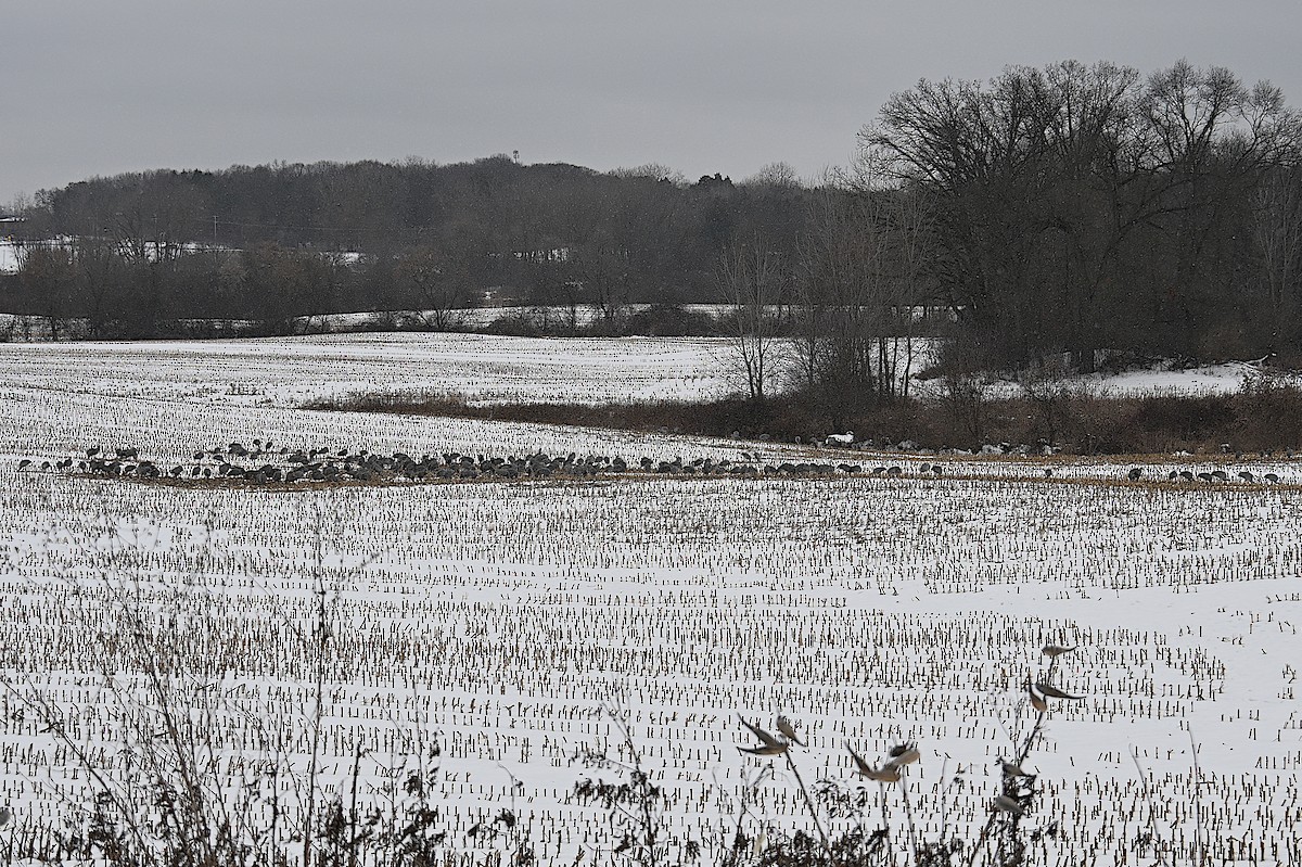 Kanadakranich - ML646874440