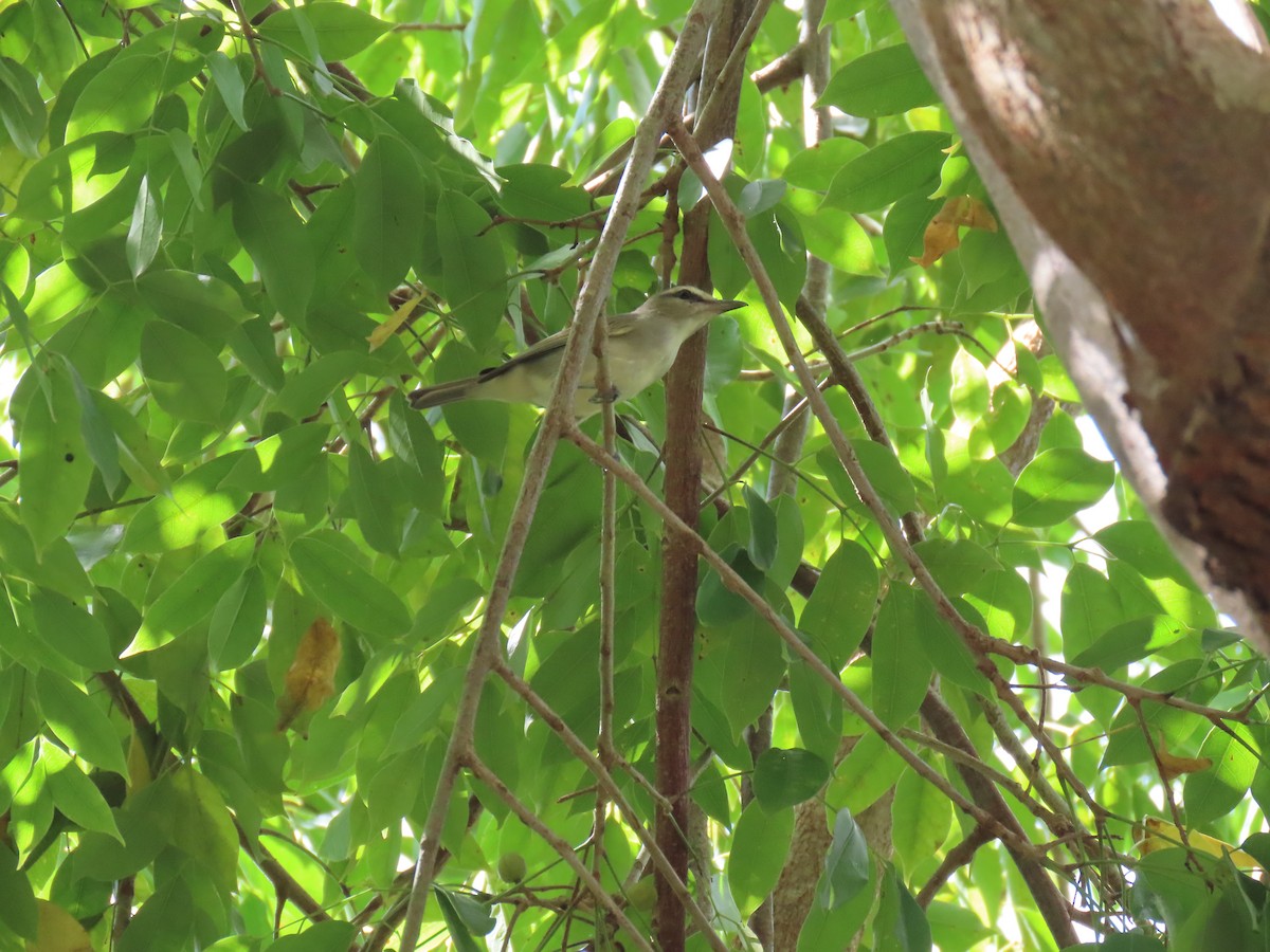 Yucatan Vireo - ML646874442