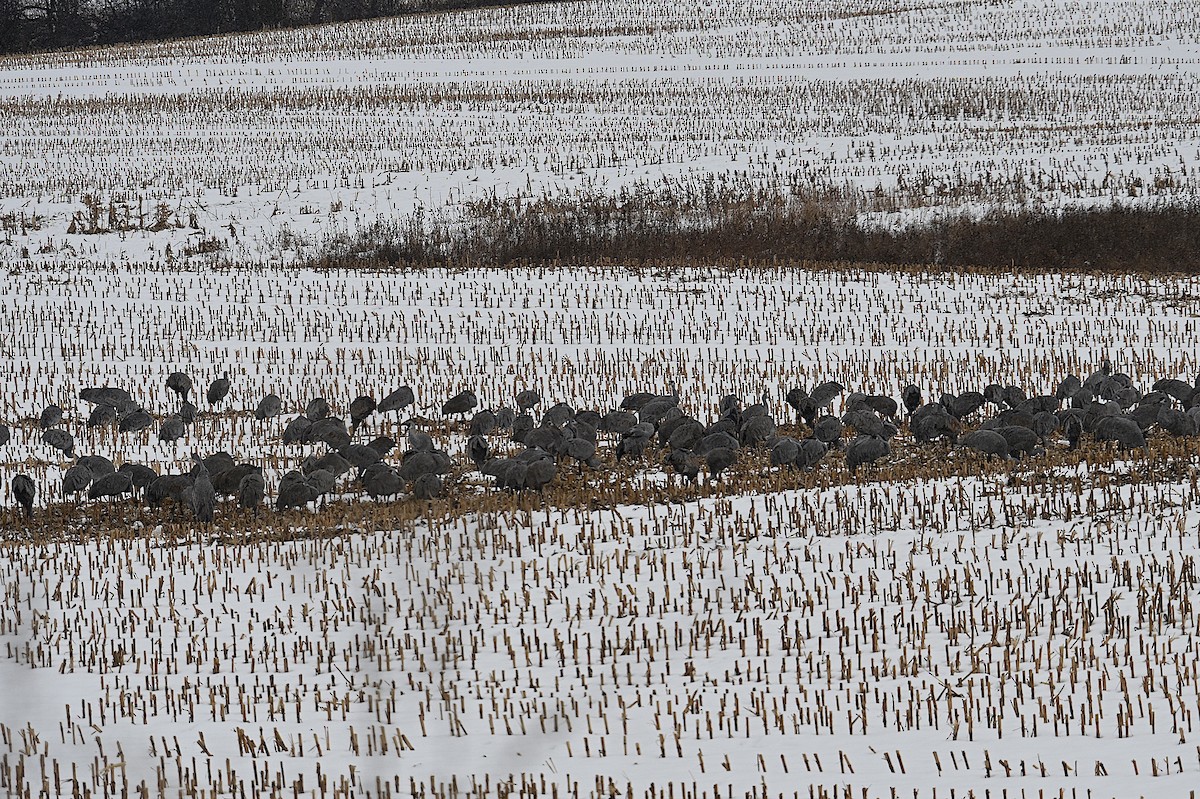 Kanadakranich - ML646874444