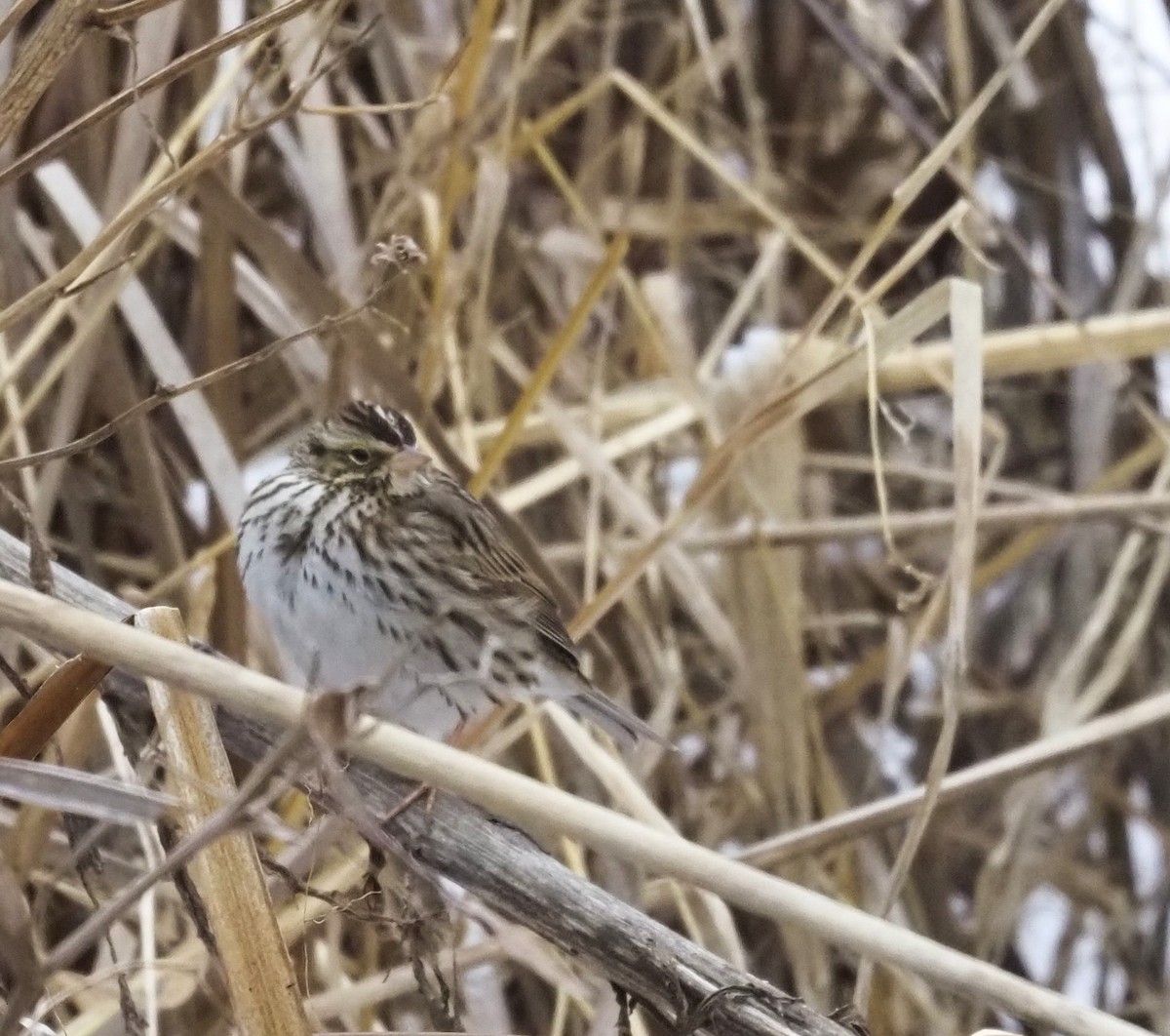 Savannah Sparrow - ML646874446