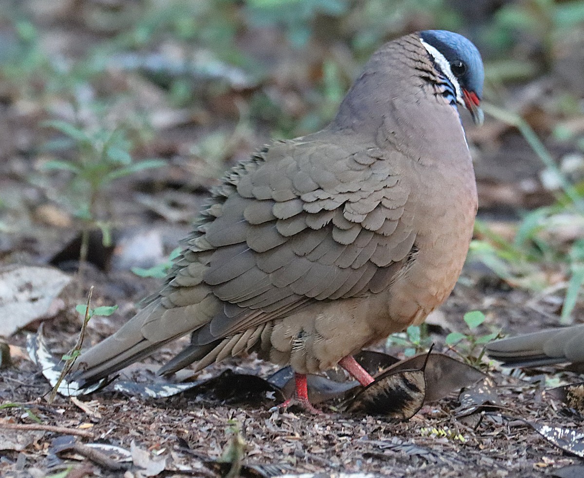 Colombe à tête bleue - ML646874447