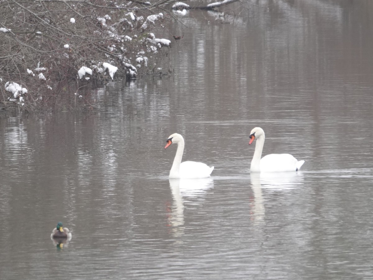 Mute Swan - ML646874448