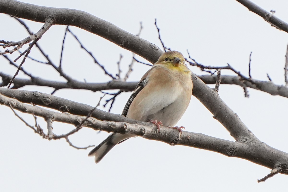American Goldfinch - ML646874449