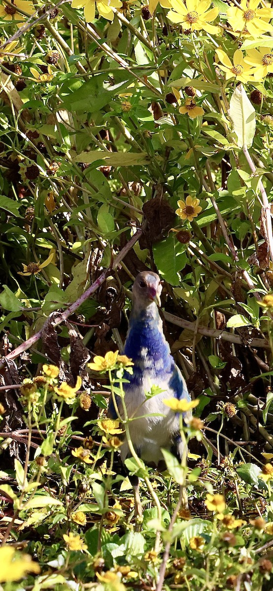 gråhodesultanhøne - ML646874450