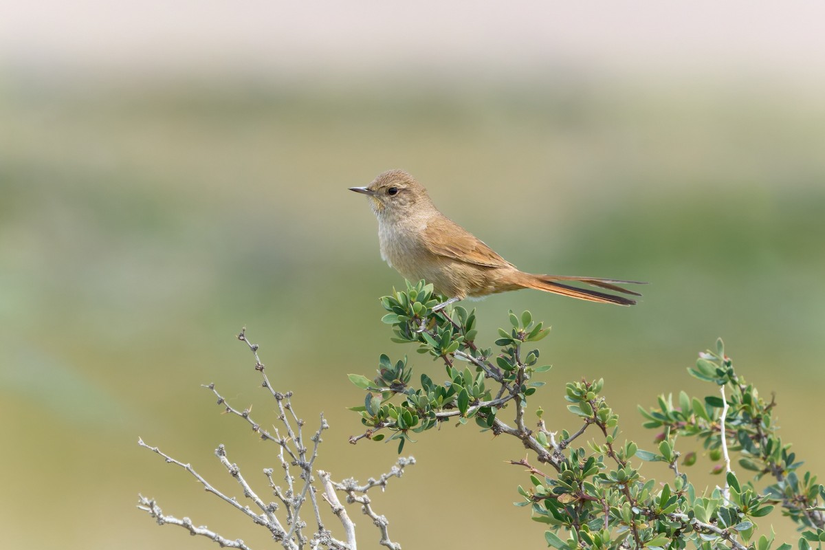 Sharp-billed Canastero - ML646874451