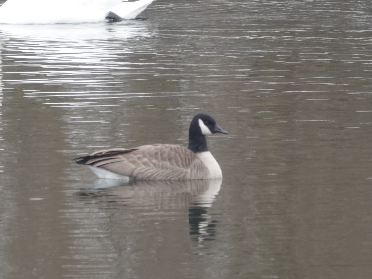 シジュウカラガン - ML646874452