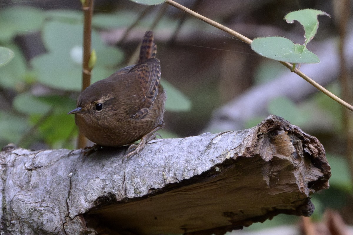 Pacific Wren - ML646874456