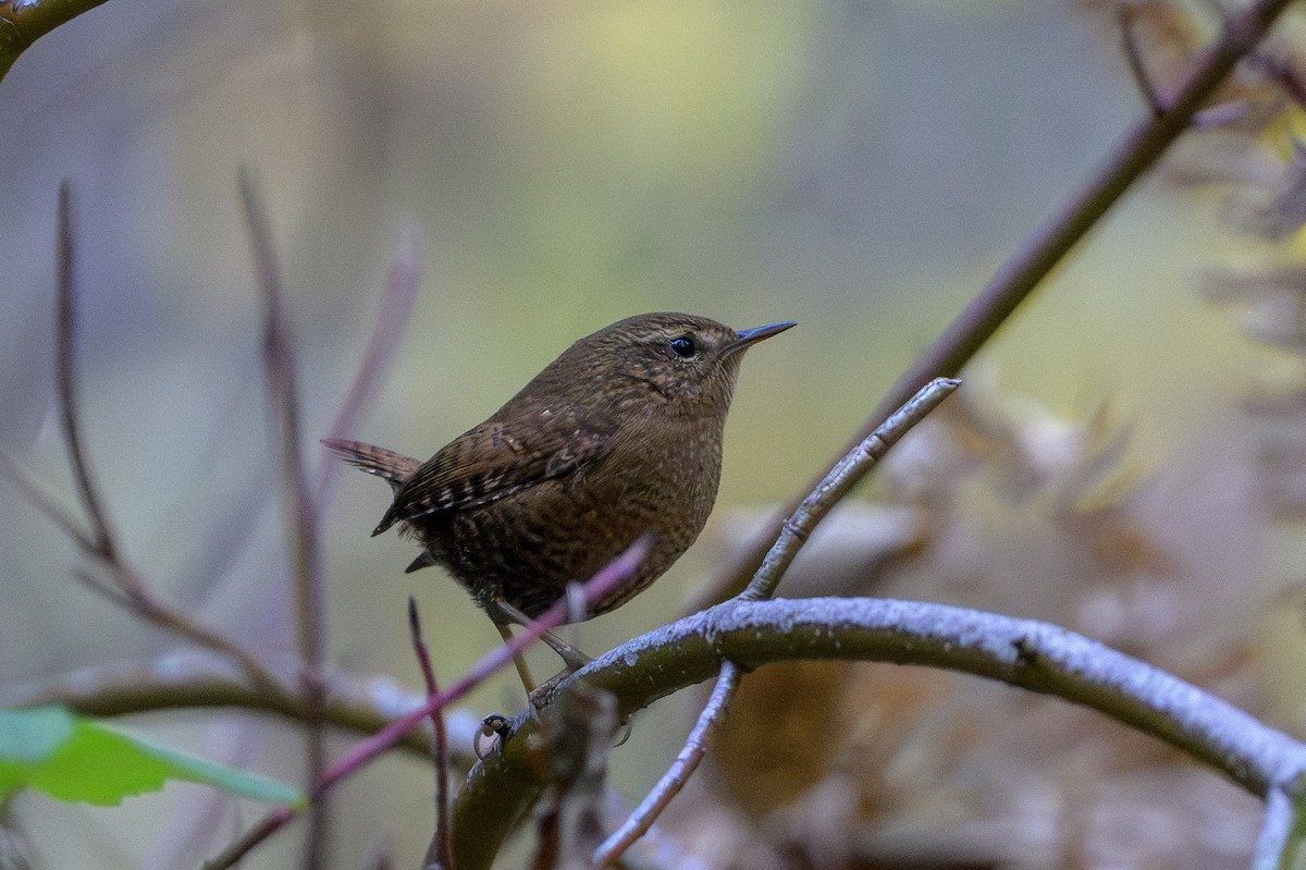 Pacific Wren - ML646874457