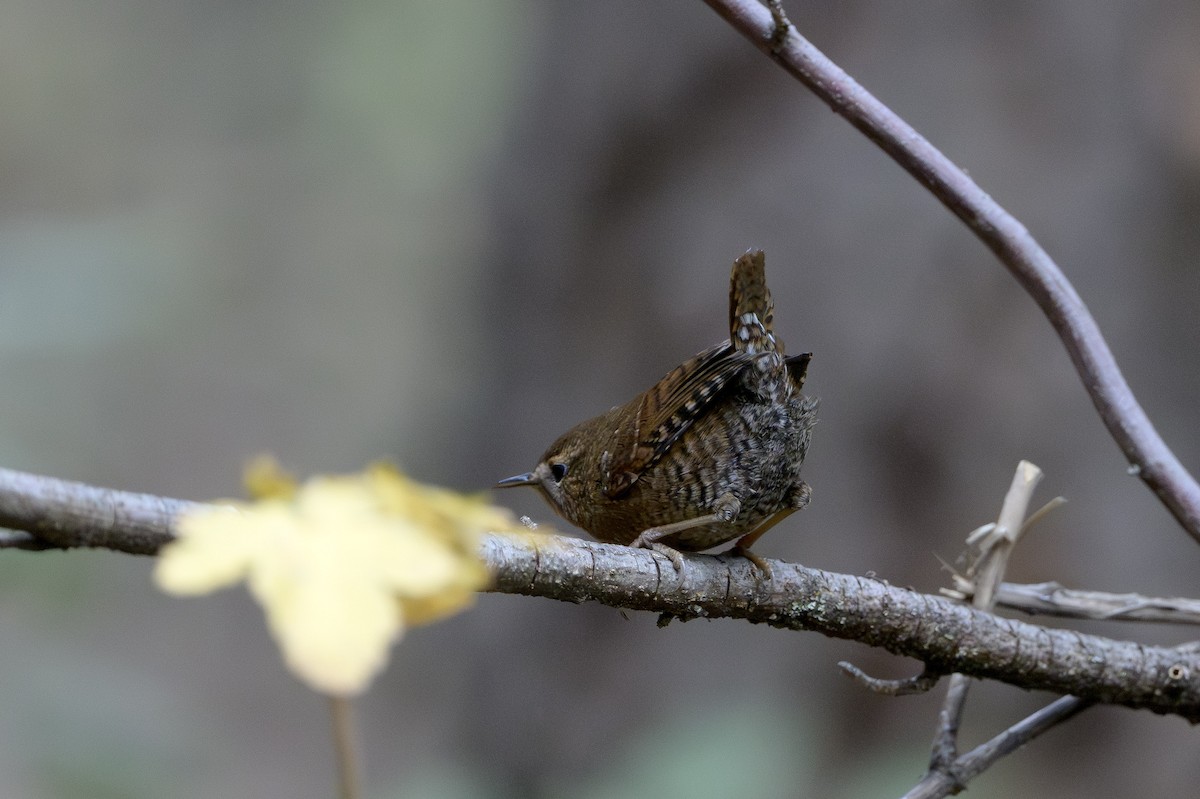 Pacific Wren - ML646874458