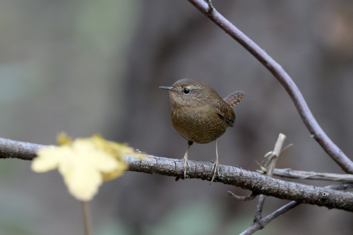 Pacific Wren - ML646874459
