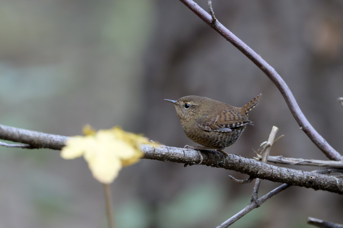 Pacific Wren - ML646874460