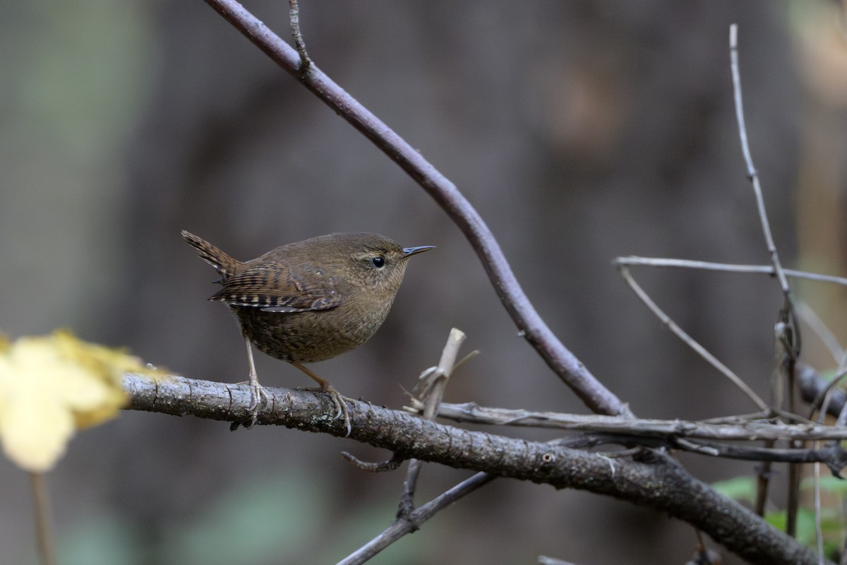 Pacific Wren - ML646874461