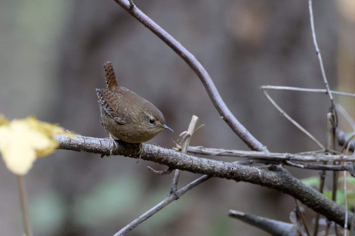 Pacific Wren - ML646874462