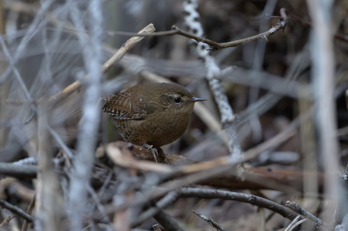 Pacific Wren - ML646874463