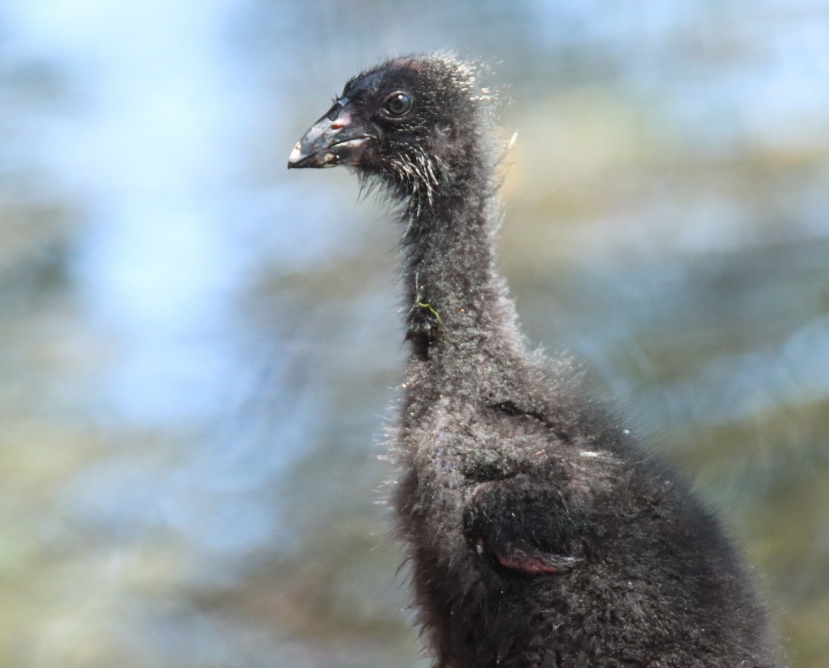 slípka australasijská - ML646874464