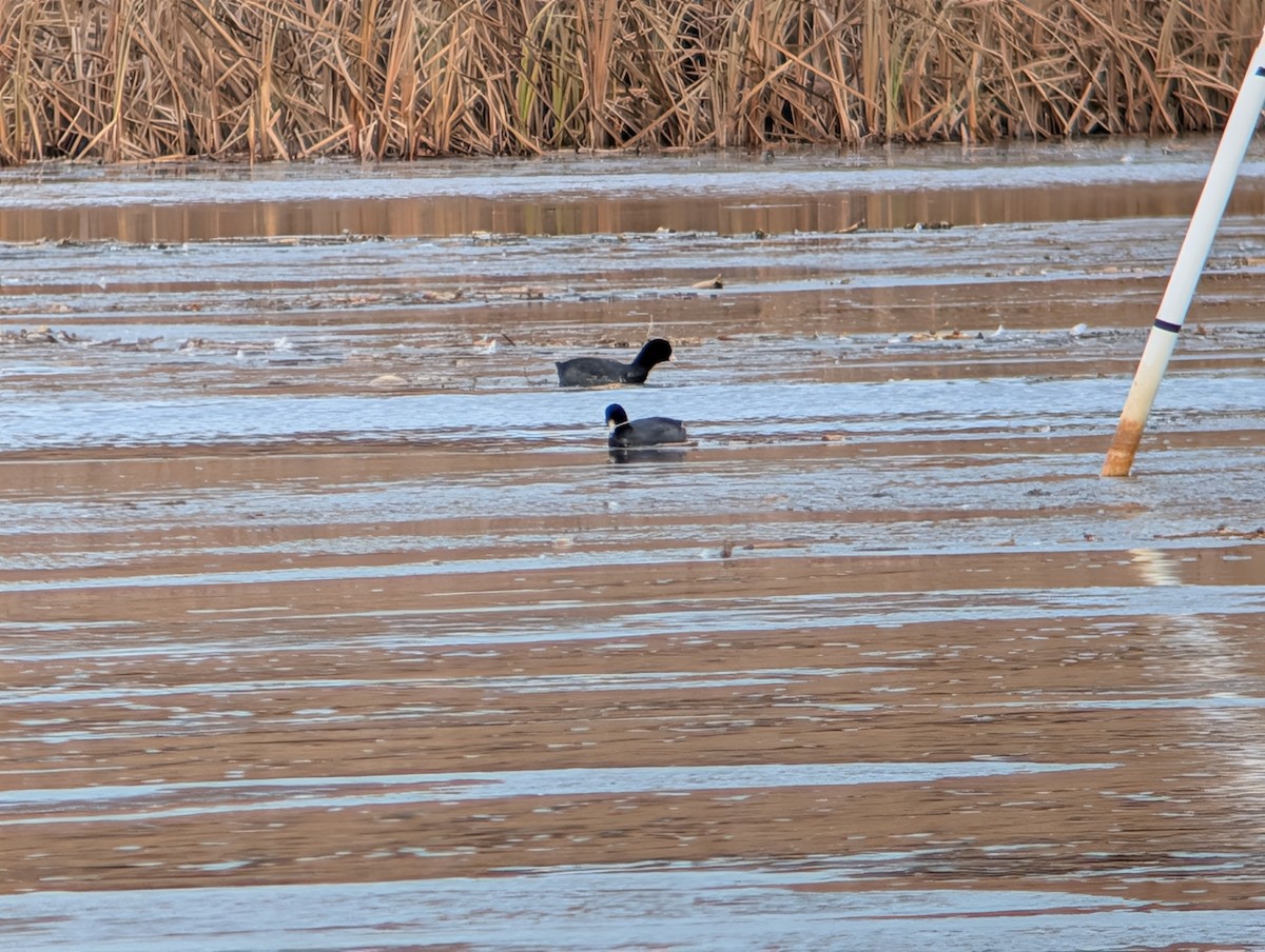 Лиска американська - ML646874466