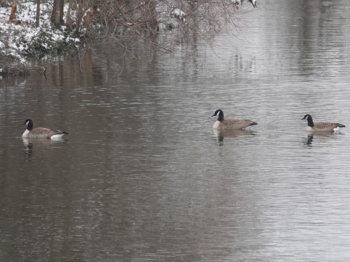 シジュウカラガン - ML646874467