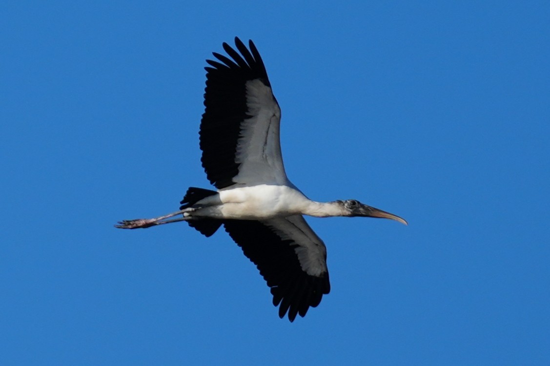 Американский клювач - ML646874468