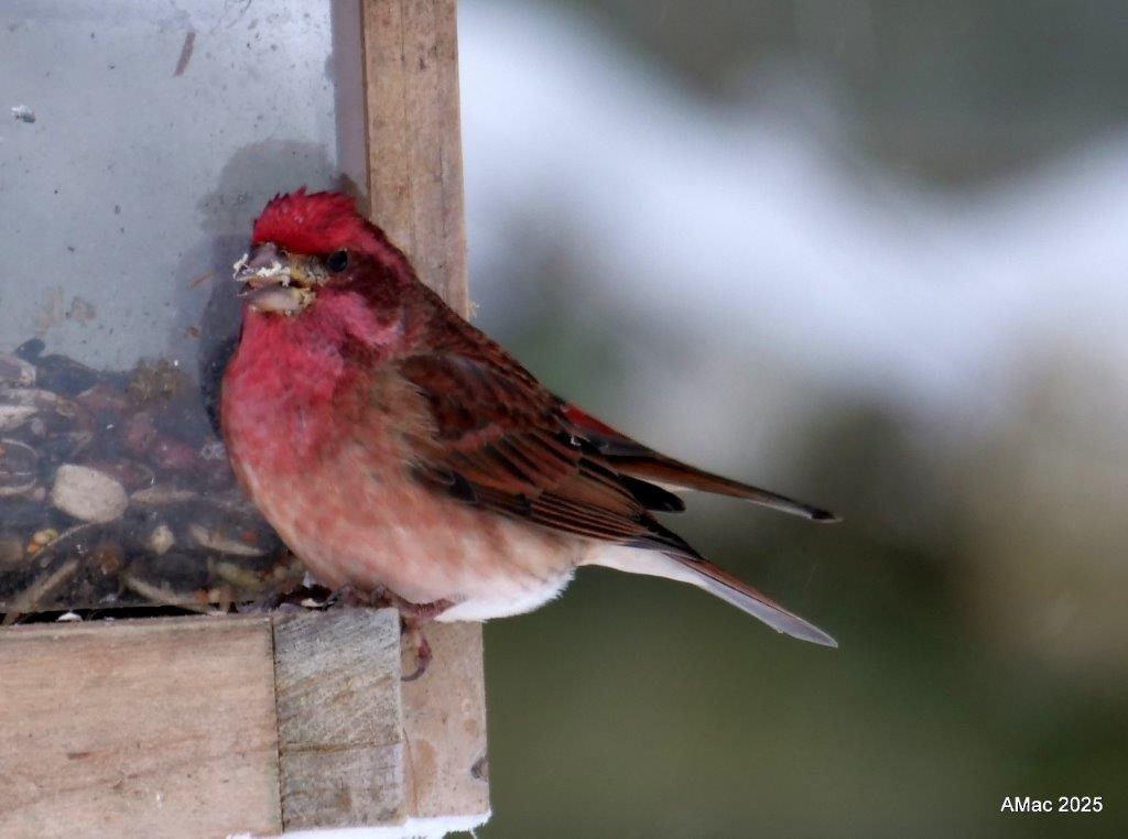 Purple Finch - ML646874469
