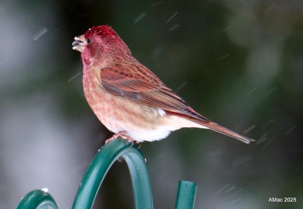 Purple Finch - ML646874470