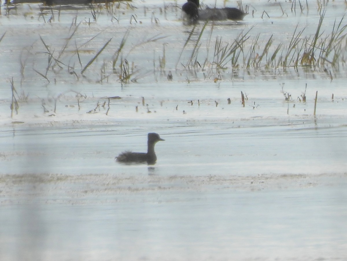 Least Grebe - ML646874471