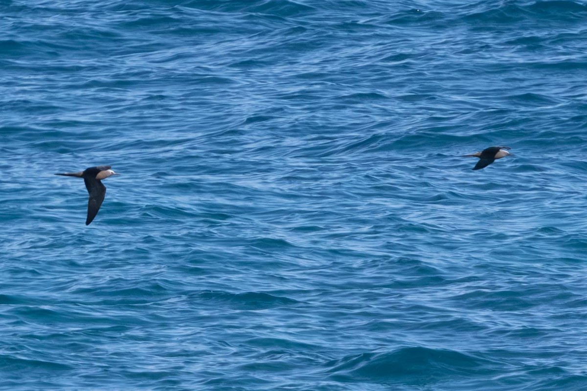 Braunnoddi - ML646874474