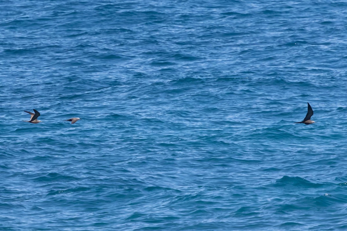 Braunnoddi - ML646874475