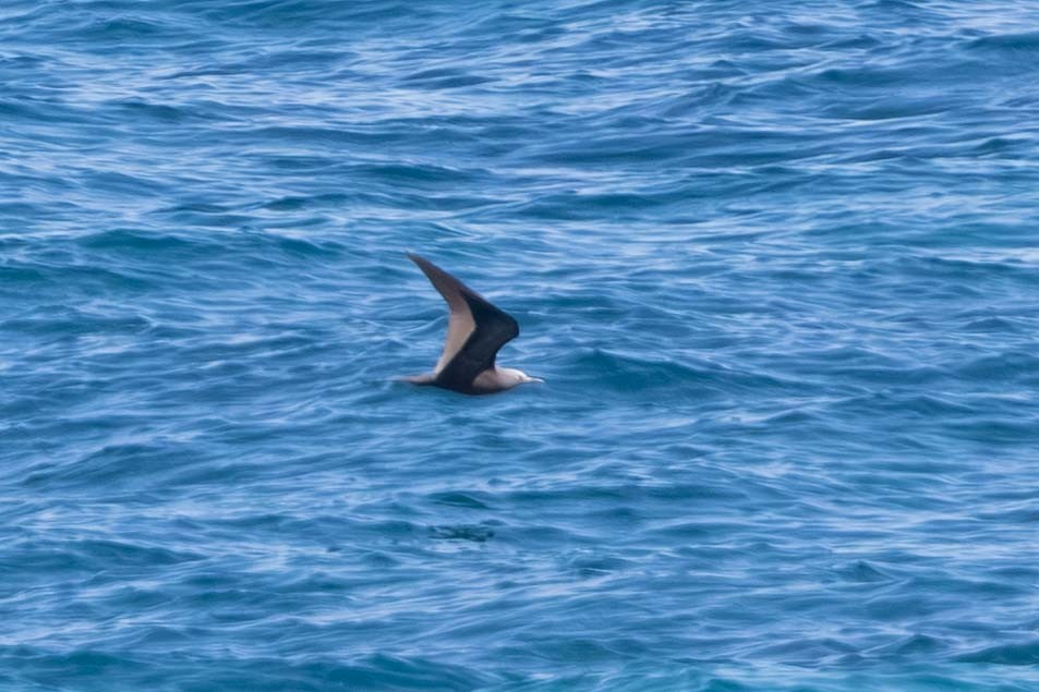 Braunnoddi - ML646874476