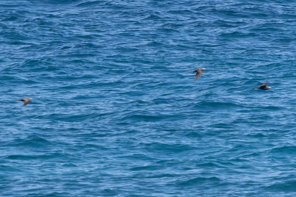 Braunnoddi - ML646874477