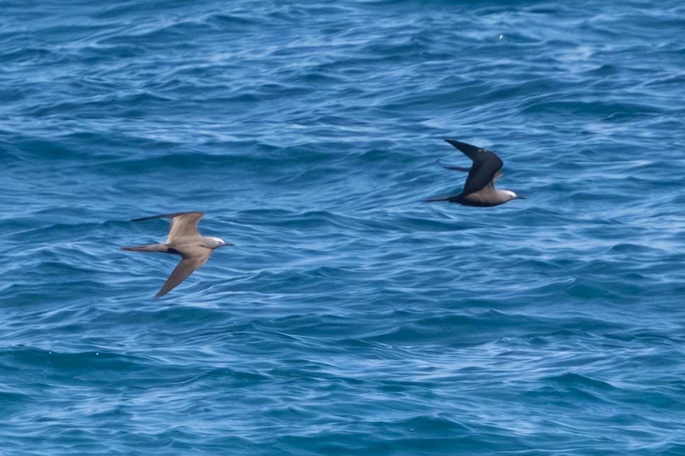 Braunnoddi - ML646874478