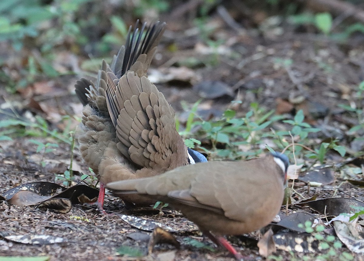 Colombe à tête bleue - ML646874480