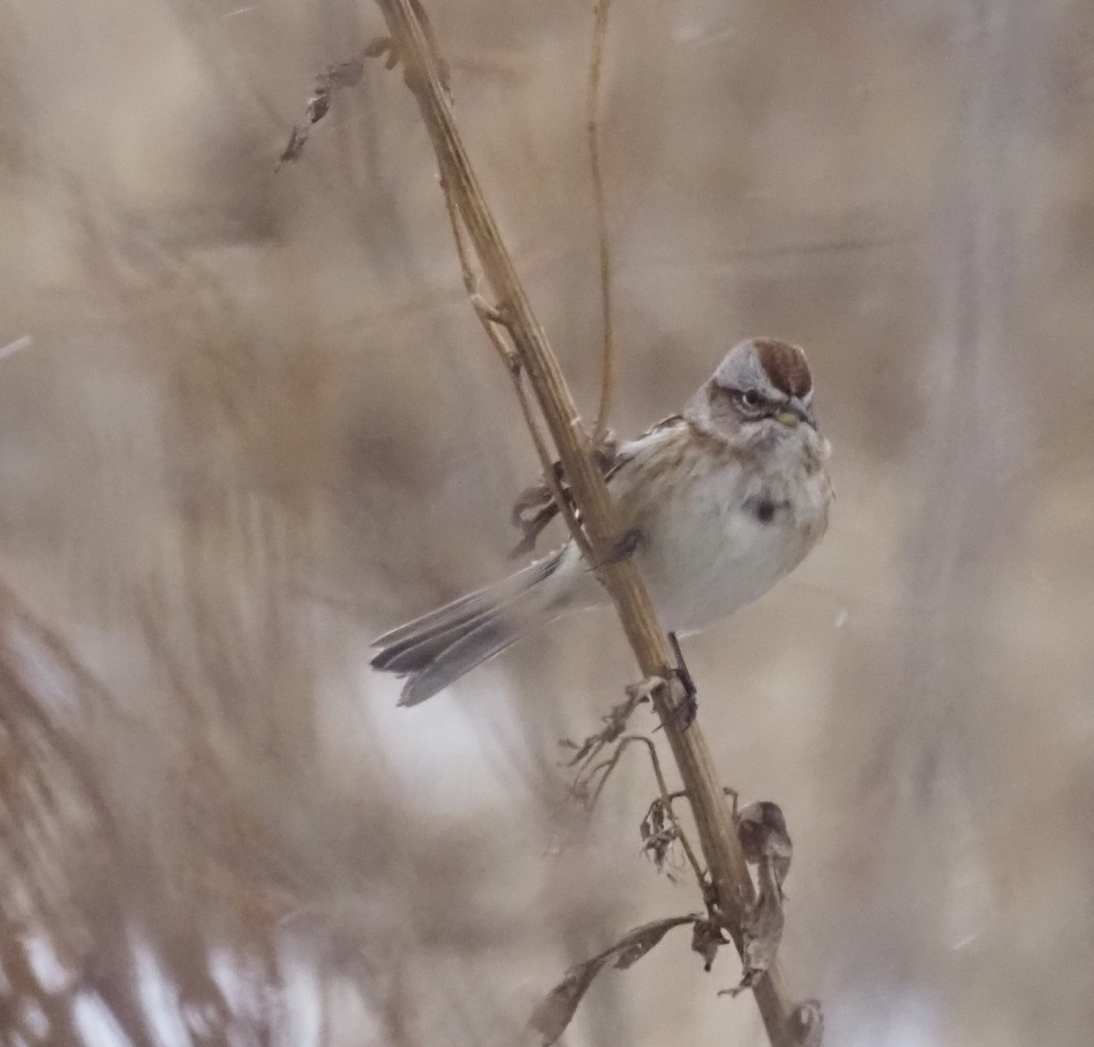 Baumammer - ML646874484