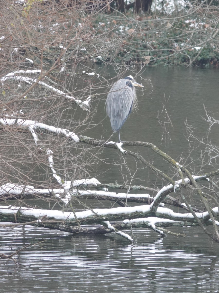 Great Blue Heron - ML646874485