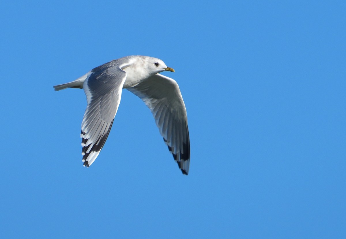 Short-billed Gull - ML646874492