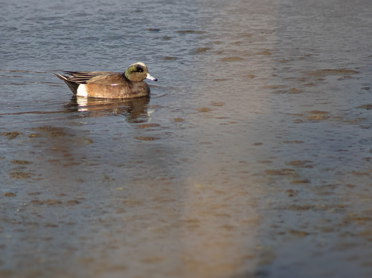 American Wigeon - ML646874496