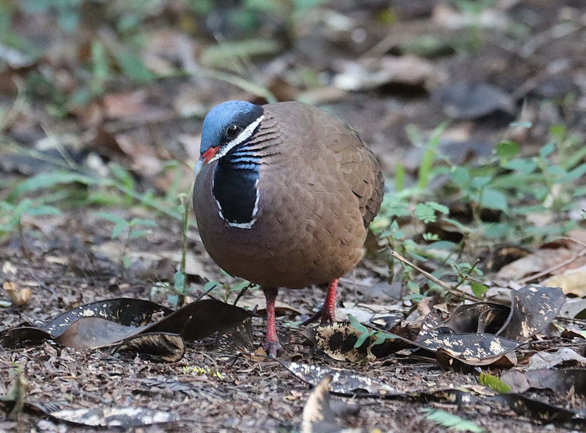 Colombe à tête bleue - ML646874498
